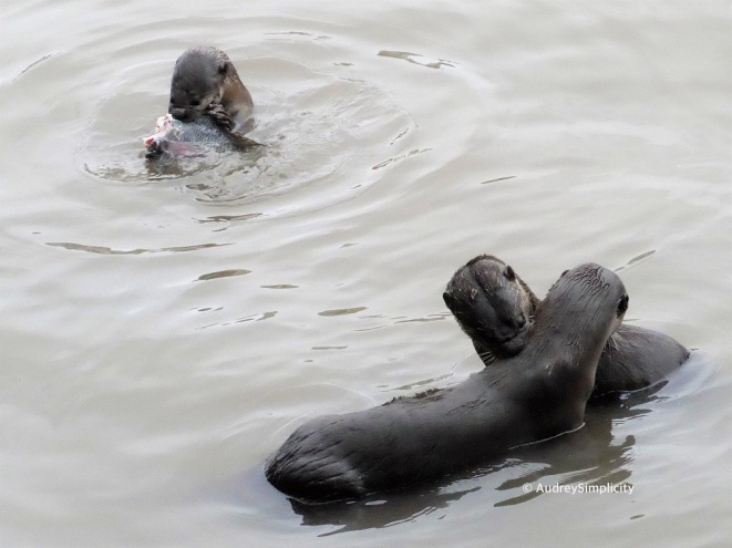 otters-boat-quay-