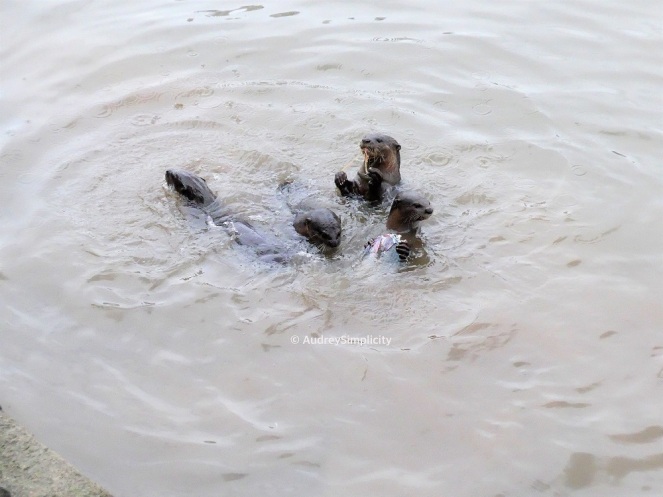 otters-boat-quay-